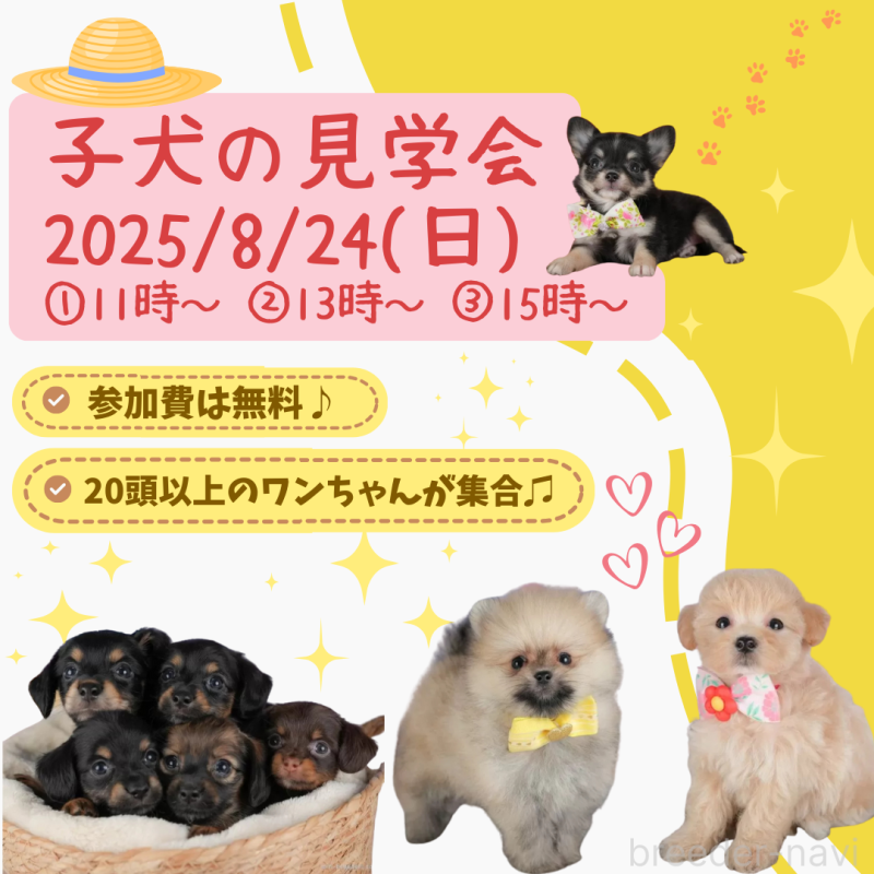 成約済の栃木県のトイプードル-403190の2枚目